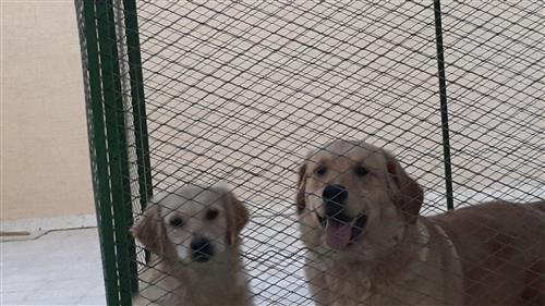 جولدن ريتريفر Golden Retriever